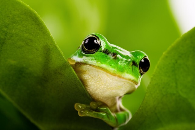 Frog peeking out from behind the leaves